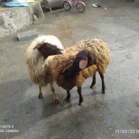 گوسفند ماده|حیوانات مزرعه|دهگلان, |دیوار