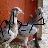 کبوتر شهرستانی