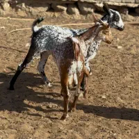 حیوون|حیوانات مزرعه|راور, |دیوار