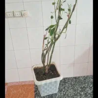 گل های آپارتمانی|گل و گیاه طبیعی|ملایر, |دیوار