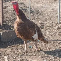 بوقلمون|حیوانات مزرعه|بشاریات, |دیوار