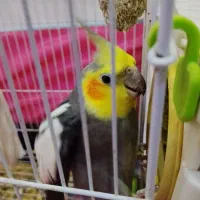 عروس هلندی نر بالغ