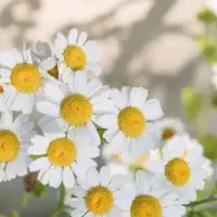 اموزشگاه پرورش گیاهان دارویی