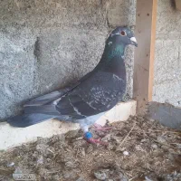 کبوتر مسافتی