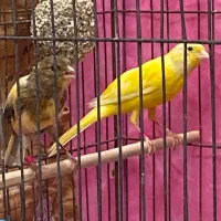 قناری ماده|پرنده|ساوه, |دیوار