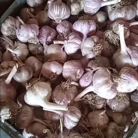 سیر