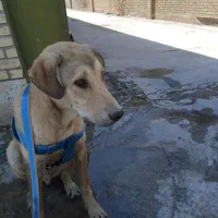 توله سگ پژدر