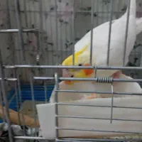عروس هلندی فول دستی سخنگو