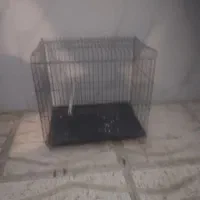 قفس پرنده سالم