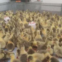 جوجه محلی وجوجه غاز محلی ۳روزه|حیوانات مزرعه|گلوگاه بابل (گلیا), |دیوار