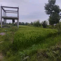 فروش فوری ۵۳۰ متری در بازکیاگوراب به دلیل مهاجرت