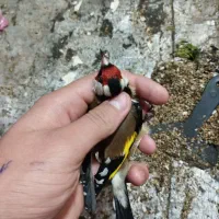 سهره نر روسی محاجر|پرنده|تبریز, |دیوار