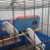 جفت مرغ عشق البینو معاوضه قناری فنچ سهره خاکی