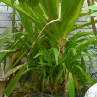 اشک ملکه،عروس بندر،سوسن عنکبوتی