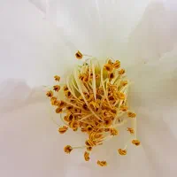 عسل طبیعی گون خرم اباد|خوردنی و آشامیدنی|تهران, نمایشگاه بین المللی|دیوار