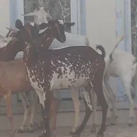 8عدد بز نقشی صلاله مخصوص داشت آبستن دوقلو زا|حیوانات مزرعه|بندرعباس, |دیوار