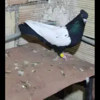 کبوتر حسن خانی ماده درجه یک