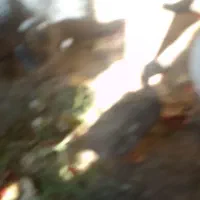 غازنر|حیوانات مزرعه|زابل, |دیوار