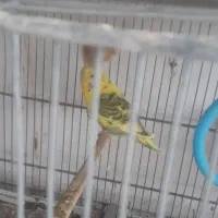 یک جفت مرغ عشق انگلیسی|پرنده|قزوین, |دیوار