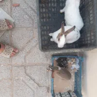 خرگوش