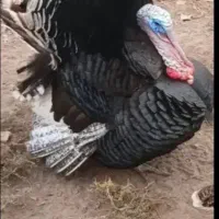 بوقلمون نر و ماده نژاد برنز انگلیسی