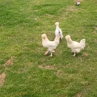 ۳ عدد اردک و تعدادی مرغ تخم گذار وخروس زینتی