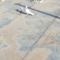 یک جفت|پرنده|بسطام, |دیوار