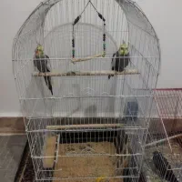 یه مینا بادوعدد عروس هلندی بفروش میرسد