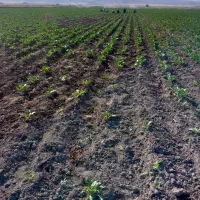 سرکارگر محمدجمالهستم|خدمات باغبانی و درختکاری|اسدآباد, |دیوار