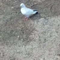 پارس