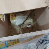 عروس خیر بده