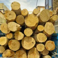 خرید چوب انواع درخت و چوب سقفی|عمدهفروشی|مشهد, بهمن|دیوار
