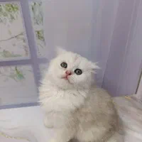 شهر گربه های کوچولو ناز (پرشین بریتیش اسکاتیش)|گربه|اصفهان, جلفا|دیوار