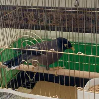 مرغ مینا سرحال|پرنده|تبریز, |دیوار