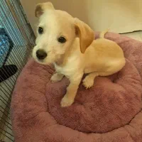 اشپیتز المان