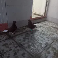 دو اشعل سرخ نر