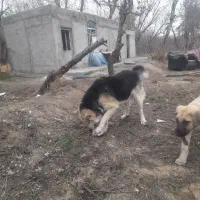 سگ نگهبان وخانواده