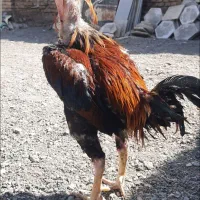 خروس لاری|حیوانات مزرعه|سبزوار, شهرک جهاد|دیوار