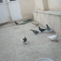 کبوتر کفتر