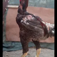خروس لاری