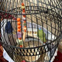 طوطی برزیلی|پرنده|ری, شهرری|دیوار