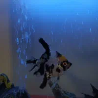 ۷ عدد ماهی آنجل