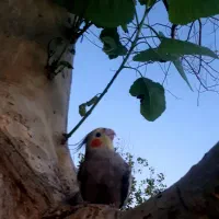 عروس هلندی مولد