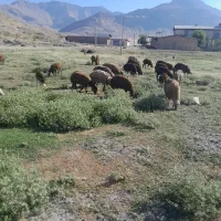 فروش گوسفند