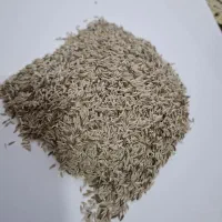 بذر کاهو|عمده‌فروشی|شیراز, آزادی|دیوار