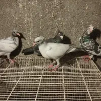 کبوترسار|پرنده|شاندیز, |دیوار