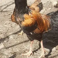 خروس دورگه|حیوانات مزرعه|مینودشت, |دیوار