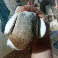 طوق دو رنگ