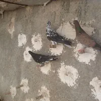 کبوتر فروشی|پرنده|شیروان (خراسان), |دیوار