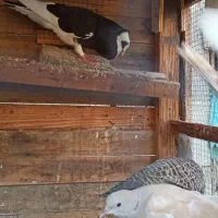 کبوتر معاوضه با کبوتر کله سیا